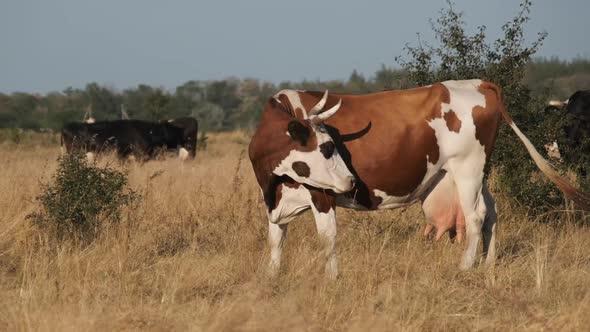 Cows Grazes on a Meadow in the Setting Sun