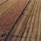 Drone Flying Over Beautiful Wheat Field - VideoHive Item for Sale