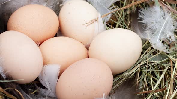 Closeup of a Nest with a Lot of Chicken Eggs and a Variety of Feathers Slow Motion