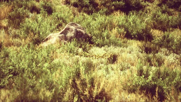 Dried Grass Tufts on Moorland