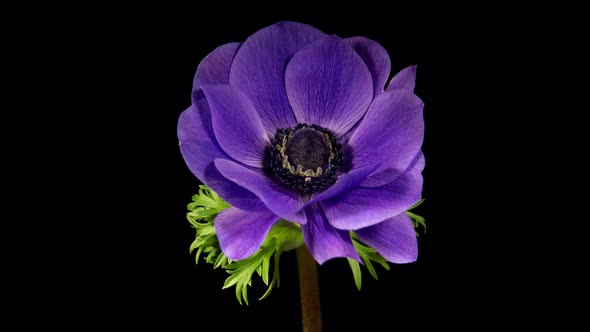 Violet Purple Flower Anemona Open Blossom in Time Lapse on a Black Background