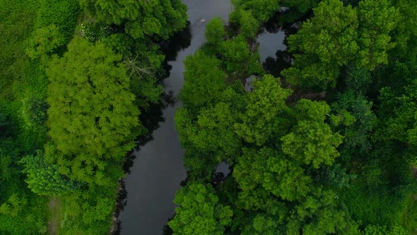 River in Green Forest Aerial View