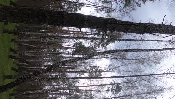 Vertical Video of the Birch Forest with Birches in the Afternoon