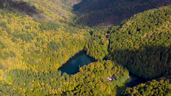 Forest Autumn