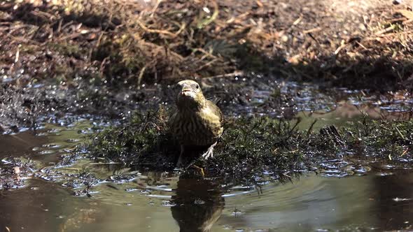 Close up front view of a female Crossbill drinking water from a puddle. Crossbills are characterized