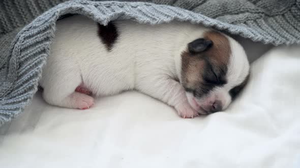 Newborn Puppy Sleeping on Knitted Plaid