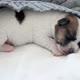 Newborn Puppy Sleeping on Knitted Plaid - VideoHive Item for Sale