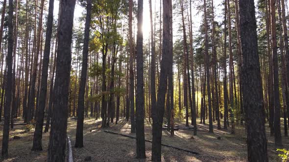 Forest with Trees in the Fall During the Day