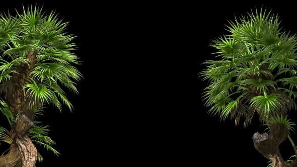 Tropical Bushes In Green Leaves