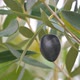 Olive - VideoHive Item for Sale