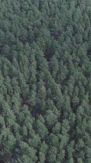 Vertical Video of Pine Forest Aerial View Slow Motion