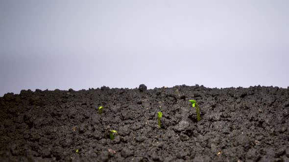 Time-lapse of Germinating Beans Seed