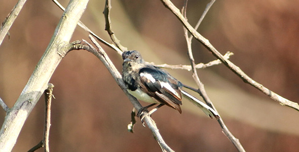Juvenile Robin Magpie