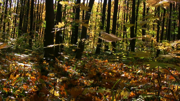 Autumn Forest Panorama