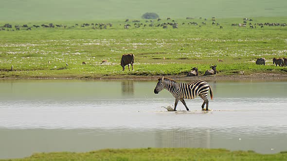 Side View of Zebras Walking to a Waterhole with Antelope in the Background Tanzania