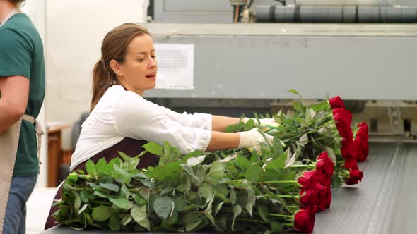 Female Worker Checking Bunches of Roses at Flower Factory