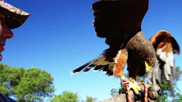 Man feeding falcon eagle on his hand