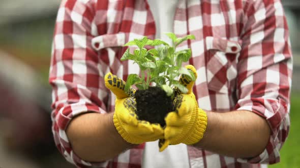 Male Gardener Holding Green Plant in Hands, Flower Breeding, Farming Business
