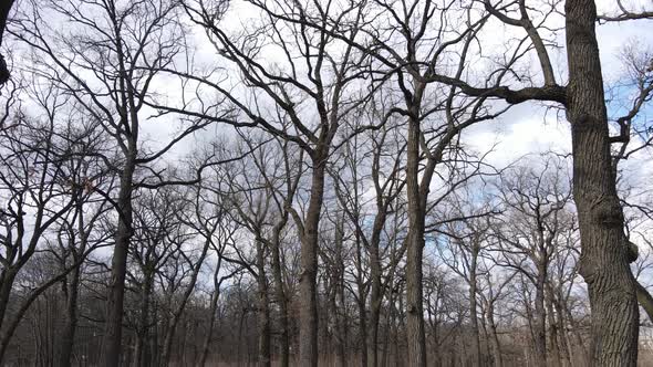 Aerial View of a Forest Without Leaves Slow Motion