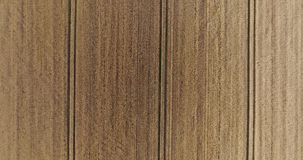 Drone Flight Above Wheat Field Combine Tracks of the Harvester Vertical Agriculture