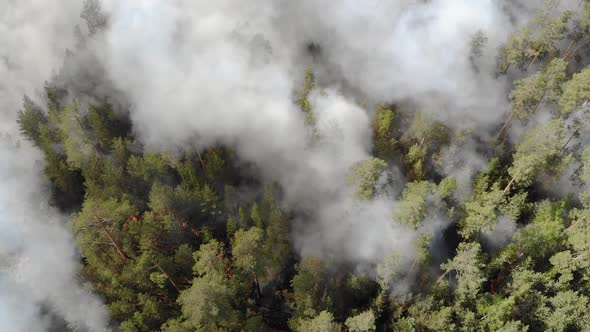 Aerial Shot of Fire Violently Burning the Forest