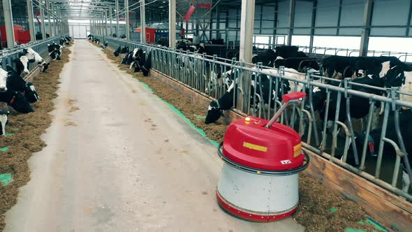 Feed Pusher is Moving Through the Animal Farm with Cows