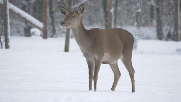 Female deer on a winter day