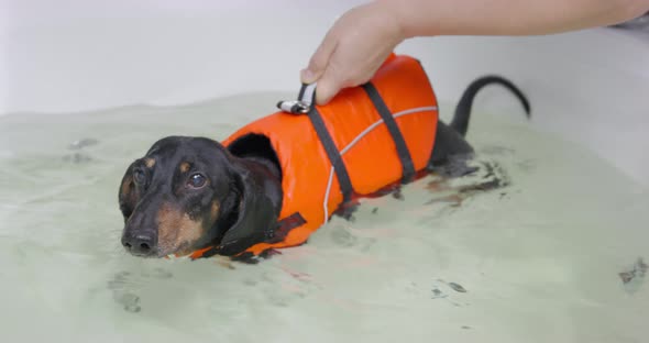 Owner or Vet Swimming with Dachshund Dog Life Vest in Bathtub with Warm Water During Rehab Bathing