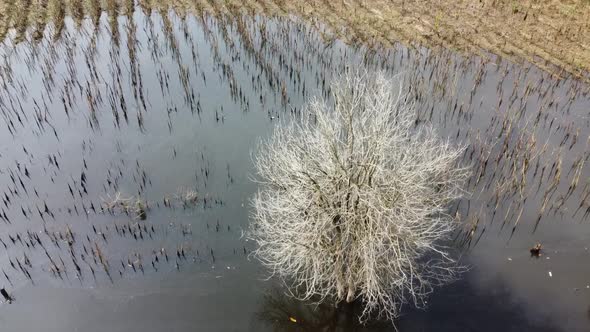 Bare Tree In Flooded Fields - Floodwaters On Rural Field In Countryside Of Battambang, Cambodia. - a
