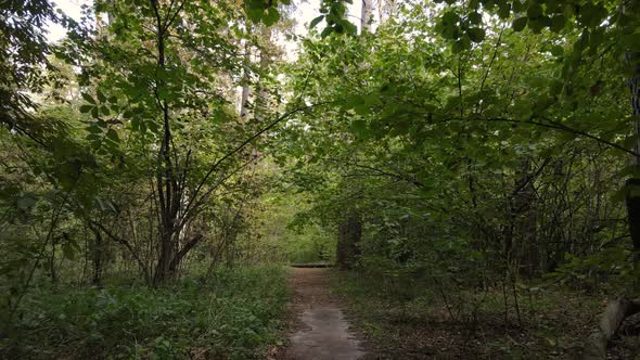 Forest with Trees in an Autumn Day