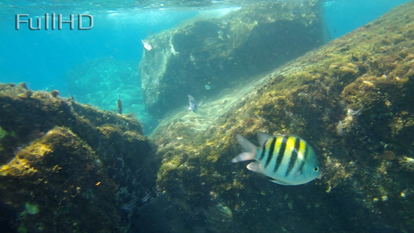 Underwater Tropical Reef