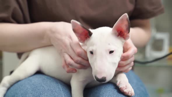 a Mini Bull Terrier Puppy in the Arms of a Woman in Jeans