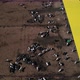 Aerial fly over view of cattle feedlot - VideoHive Item for Sale