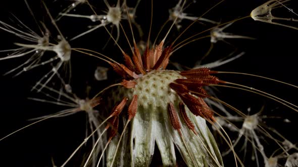 Macro shot of a Dandelion rotating