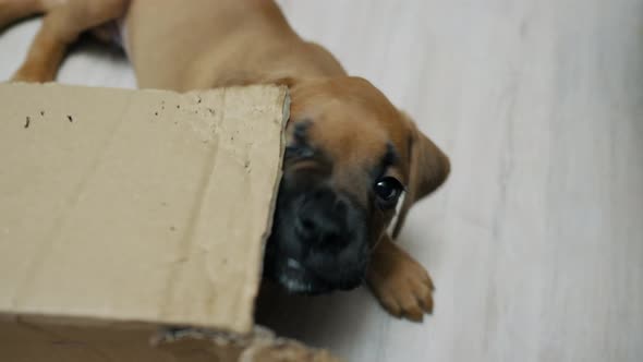 German Boxer Puppy Gnaws on a Box Dog Bad Behavior at Home