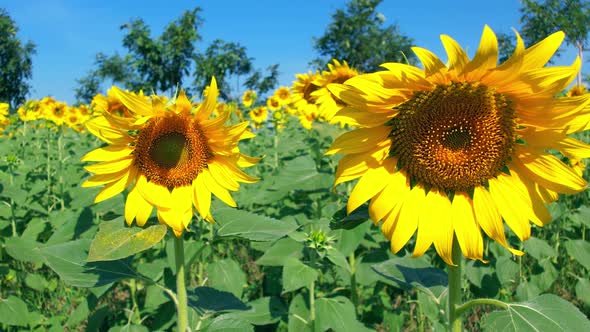 4K field of yellow sunflower flowers against a background of blue sky