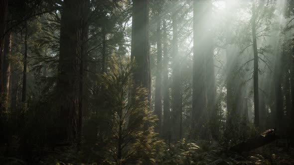 Sequoia National Park Under the Fog Mist Clouds