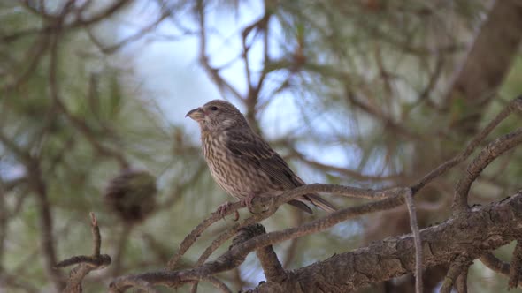 Female Red crossbill on a branch 