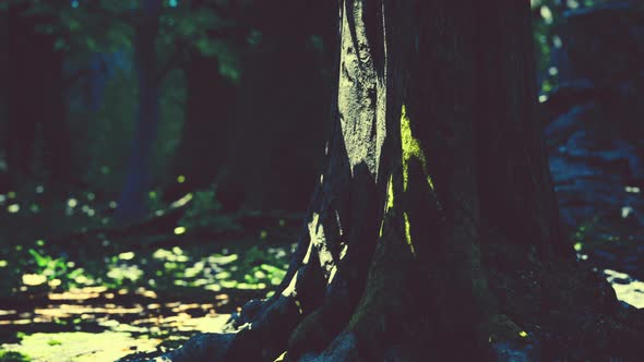 Detailed Close Up View on a Forest Ground Texture with Moss