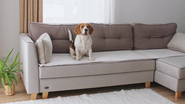 Dog Beagle Sitting at Home on the Couch