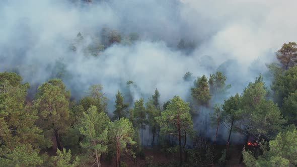 Wild Forest is Burning