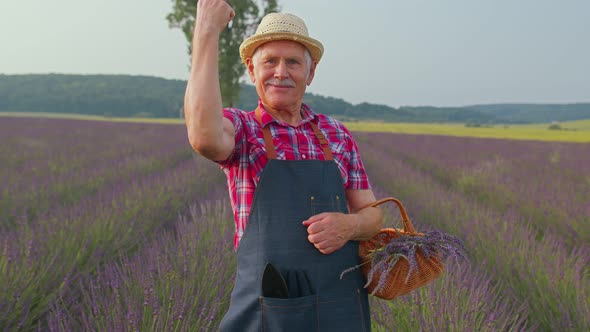 Senior Farmer Grandfather Man in Field Growing Purple Lavender Celebrating Success Winning Gesture