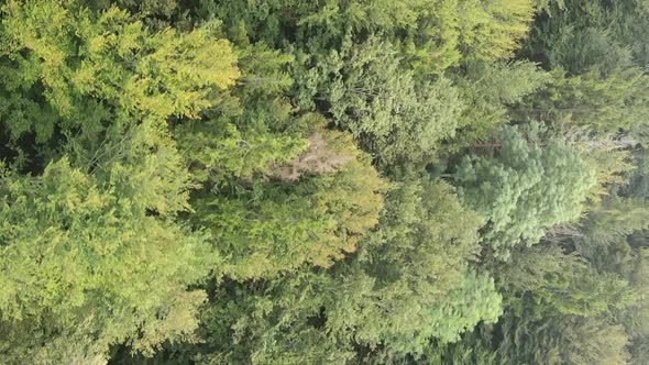 Vertical Video Aerial View of Trees in the Forest