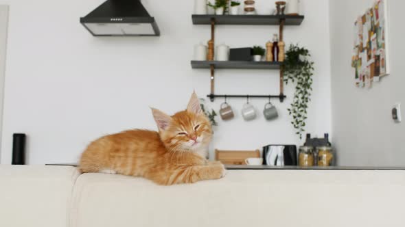 Ginger Kitten Lies on a White Sofa Against the Background of the Kitchen