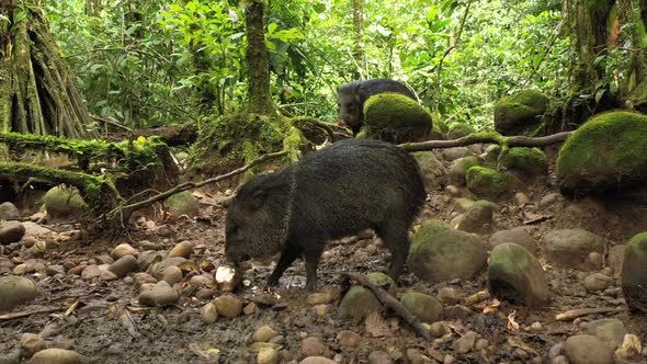 A collard peccary Pecari tajacu eating in a tropical rainforest of South America