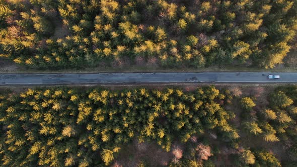 A single car driving along a lonely forest road at sunset. Static drone shot filming straight down