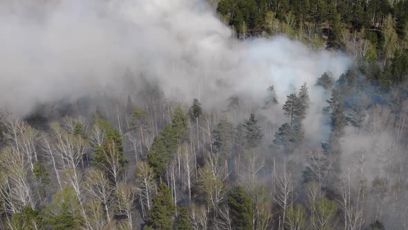 Smouldering of Wood in Time Small Fire in the Forest