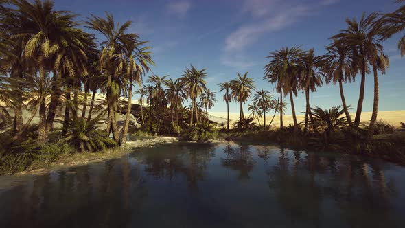 Pond and Palm Trees in Desert Oasis