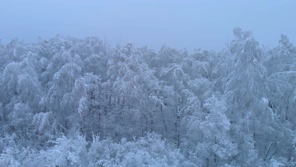 Frozen tree branches