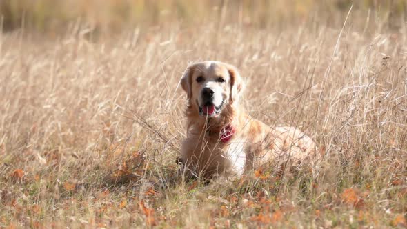 Golden Retriever Dog in the Field